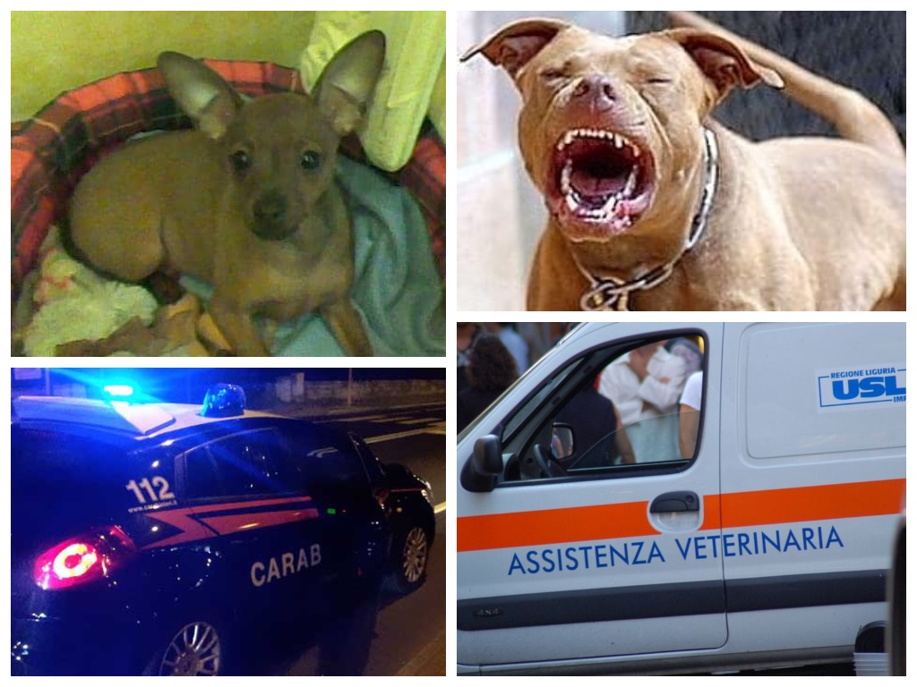 pitbull-cane-carabinieri-veterinario-imperia