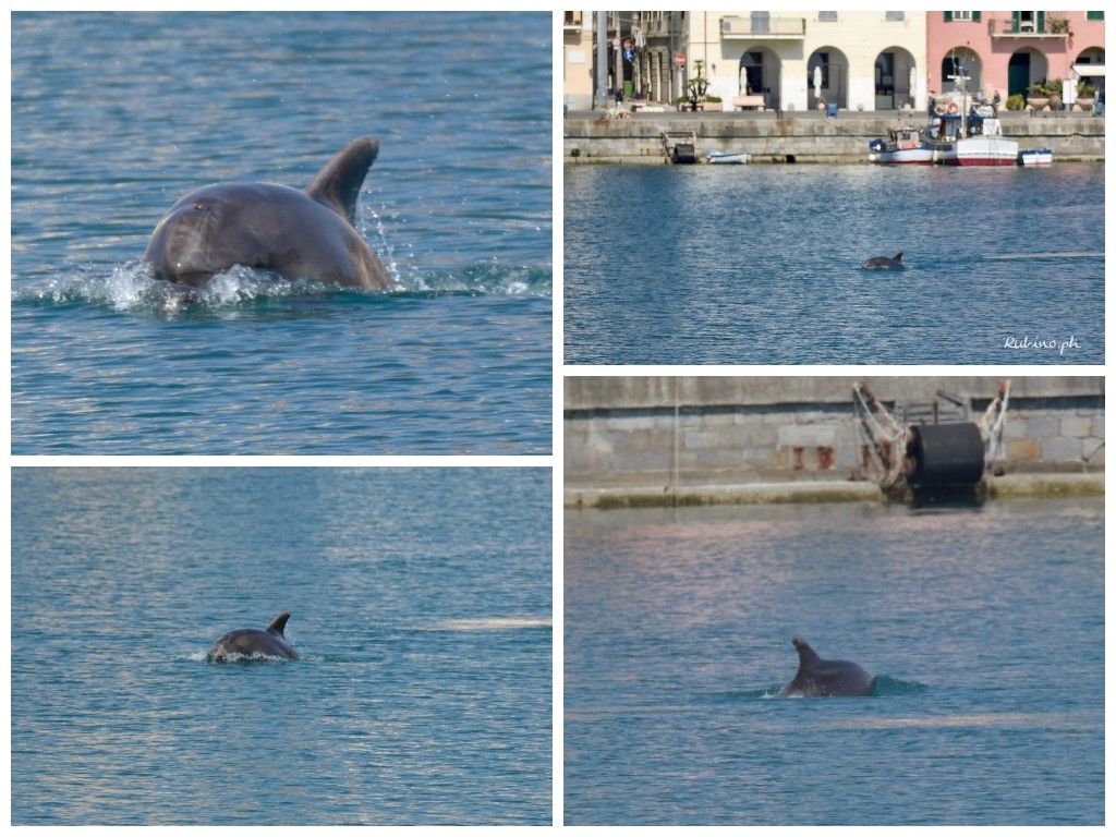 Imperia Un Delfino Nel Porto Di Oneglia Le Fotografie Mozzafiato Di Rubino Che Fortuna Essere Stato Li In Quel Momento Le Immagini