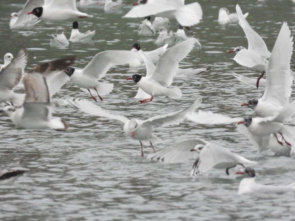 Gabbiano Corallino - Credits Enrico Carta